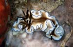 Glossodoris atromarginata