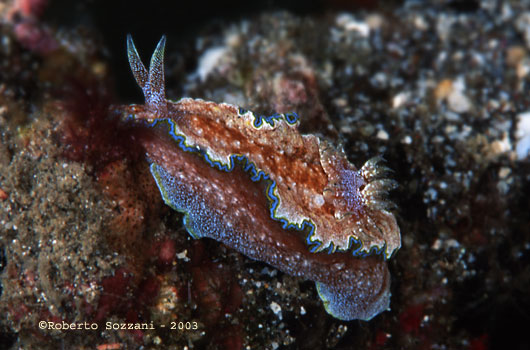 Glossodoris cincta