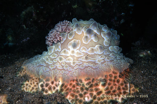 Asteronotus cespitosus