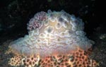 Asteronotus cespitosus