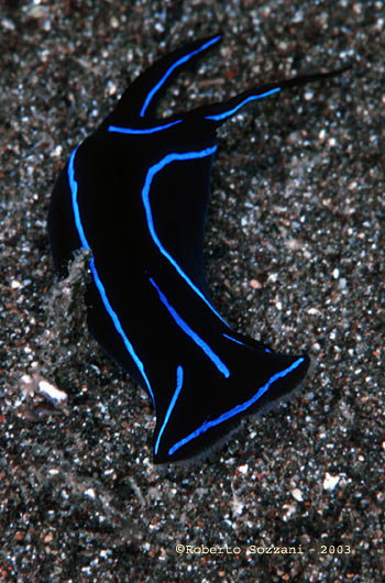 Chelidonura varians