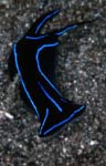 Chelidonura varians
