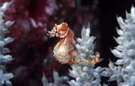 The Walea Pygmy Seahorse