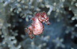 Hippocampus waleananus