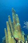 Pillar Coral (24k)