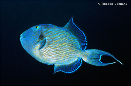 Pseudobalistes fuscus