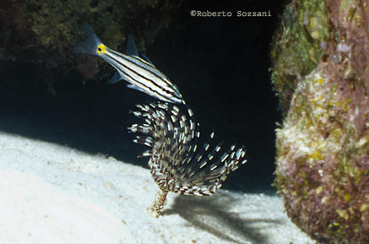 Cheilodipterus quinquelineatus