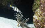 Five-lined Cardinalfish (39k)