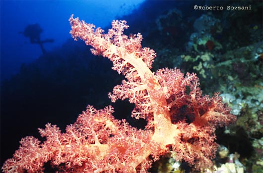 Dendronephthya sp.