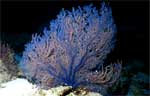 Sea Fan (41k)