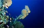 Sea fan (42k)