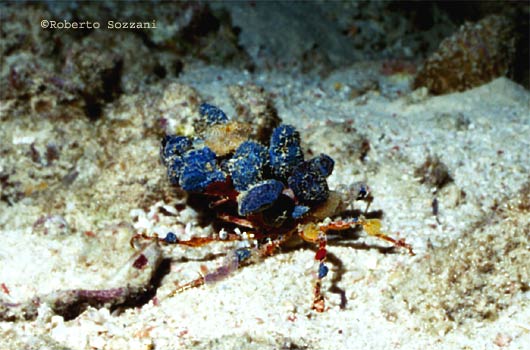 Granchio - Crab