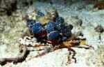 Crab (?) (42k)