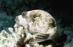 Masked Pufferfish (36k)