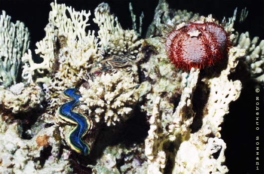 Tripneustes gratilla