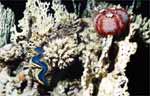 Giant Clam with Sea Urchin (45k)