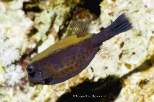 Ostracion cyanurus