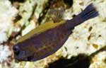 Arabian Boxfish (32k)