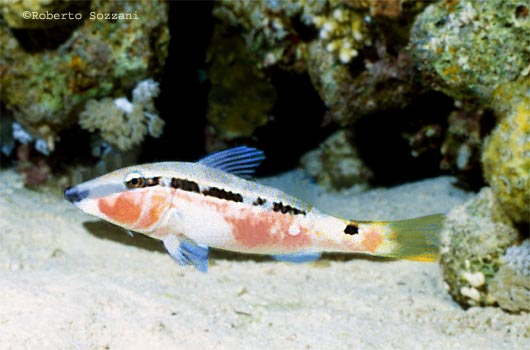 Parupeneus forsskali