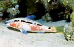 Red Sea Goatfish (34k)