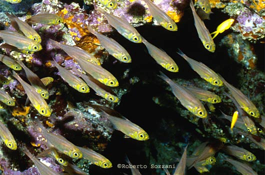 Parapriacanthus guentheri