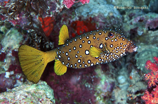 Ostracion cubicus