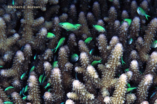 Chromis viridis