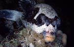 Masked puffer
