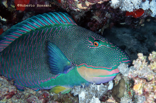 Cetoscarus bicolor