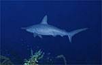 Hammerhead - San Salvador