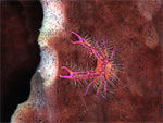Galatea delle spugne - Pink squat lobster Galatea delle spugne - Pink squat lobster