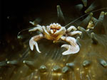 Granchio dell'attinia - Anemone crab Granchio dell'attinia - Anemone crab