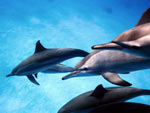 Stenella - Spinner Dolphin