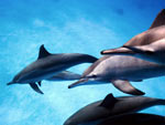 Stenella - Spinner Dolphin Stenella - Spinner Dolphin