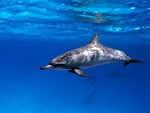 Stenella - Spinner Dolphin Stenella - Spinner Dolphin