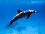Stenella - Spinner Dolphin Stenella - Spinner Dolphin