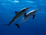 Stenella - Spinner Dolphin Stenella - Spinner Dolphin