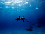 Stenella - Spinner Dolphin Stenella - Spinner Dolphin