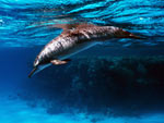 Stenella - Spinner Dolphin Stenella - Spinner Dolphin