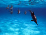 Stenella - Spinner Dolphin Stenella - Spinner Dolphin