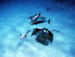 Stenella - Spinner Dolphin Stenella - Spinner Dolphin