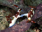 Nembrotha purpureolineata (accoppiamento - mating) Nembrotha purpureolineata (accoppiamento - mating)