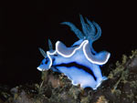 Chromodoris willani Chromodoris willani