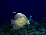 Pesce angelo francese - French angelfish