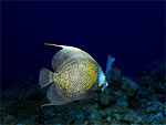 Pesce angelo francese - French angelfish Pesce angelo francese - French angelfish