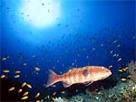 Cernia - Roving coralgrouper Cernia - Roving coralgrouper