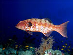 Cernia - Roving coralgrouper Cernia - Roving coralgrouper