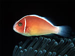 Pesce pagliaccio rosa - Pink anemonefish Pesce pagliaccio rosa - Pink anemonefish
