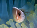 Pesce pagliaccio rosa - Pink anemonefish Pesce pagliaccio rosa - Pink anemonefish