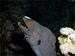 Murena gigante - Giant moray Murena gigante - Giant moray